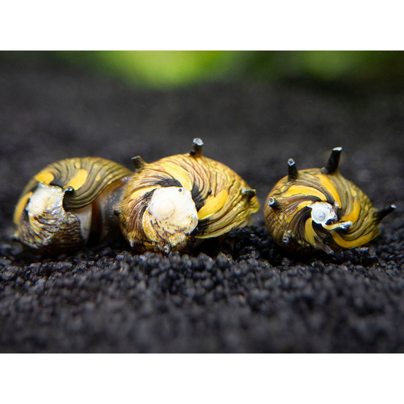 Sun Thorn Nerite Snails (Clithon donovani)