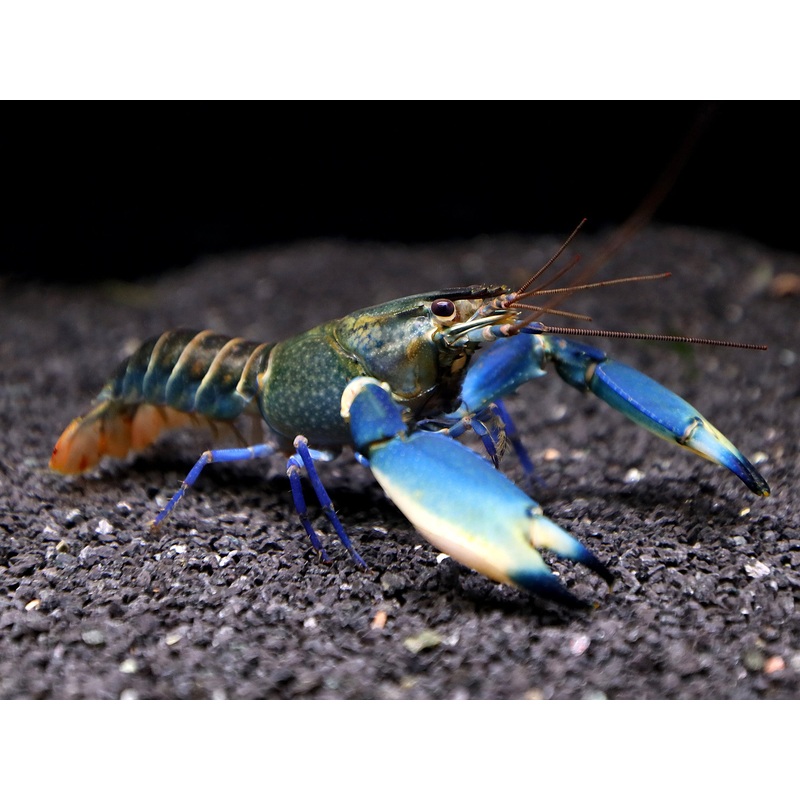 Supernova AKA Blue Moon Crayfish (Cherax boesemani)