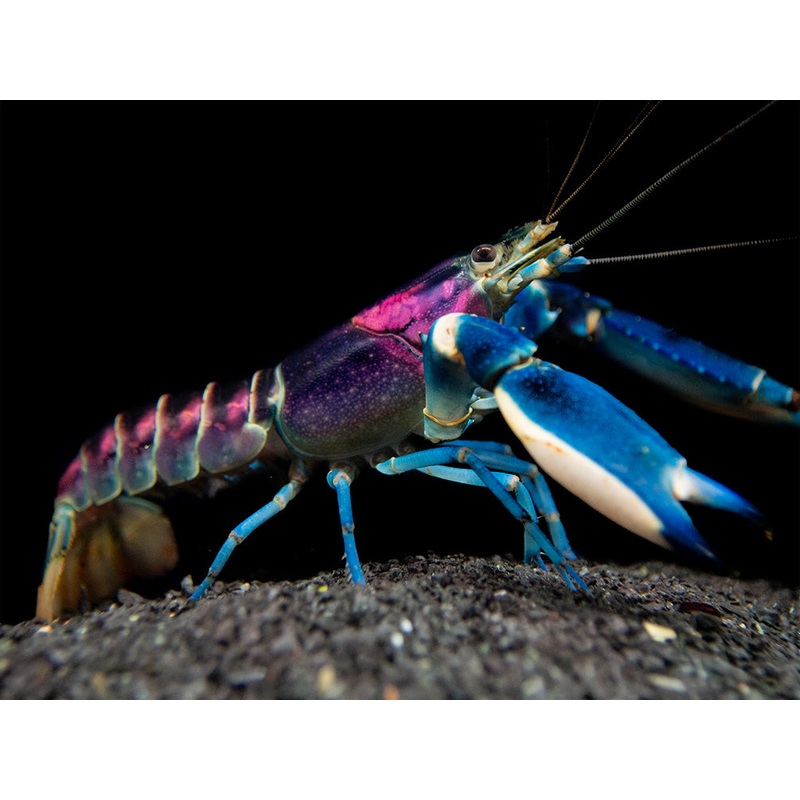 Thunderbolt Crayfish (Cherax pulcher)