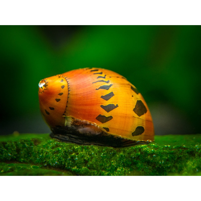 Tiger Nerite Snails (Neritina semiconica)