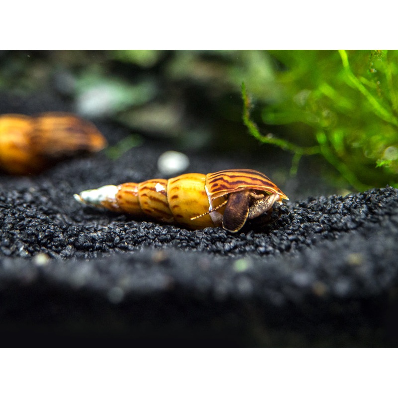 Tiger Spike Chopstick Snail (Stenomelania acutospira)