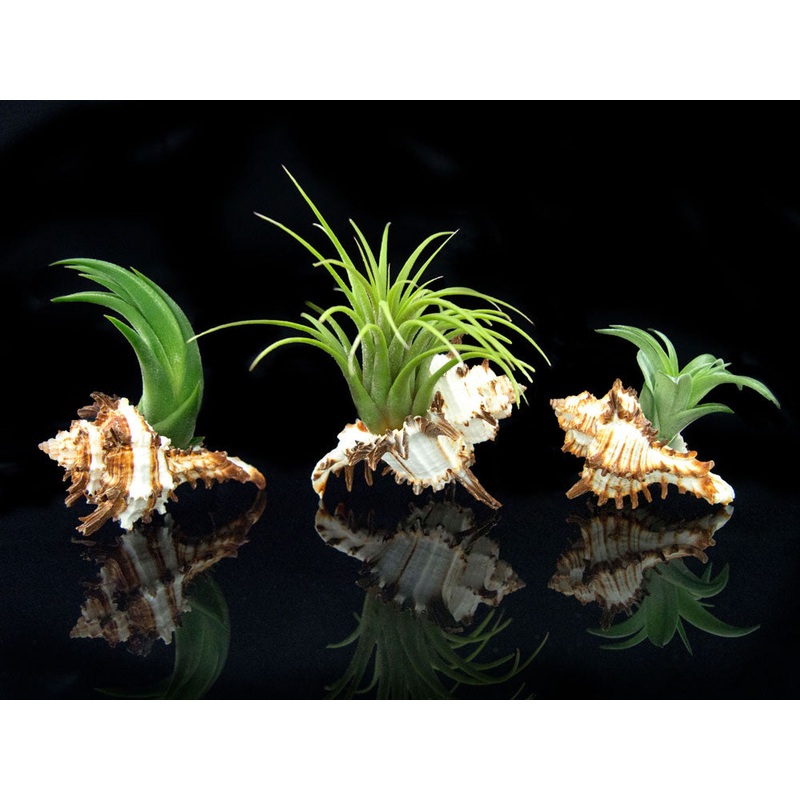 Tillandsia Air Plant Shell Kit - Includes 3 Live Plants and 3 Hand Picked Seashell Holders