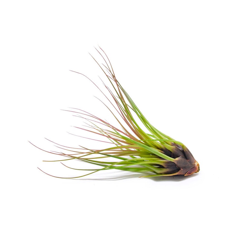 Tricolor Tillandsia Air Plants