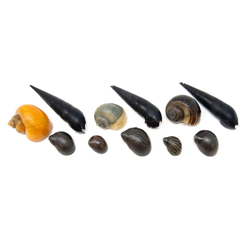 Ultimate Algae Cleaning Crew - 3 Different Types of Snails!