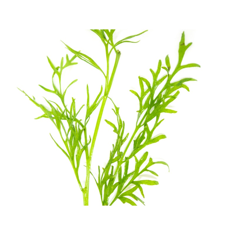Water Sprite aka Indian Water Fern (Ceratopteris thalictroides) - 6 to 8 inch Tall Bunch