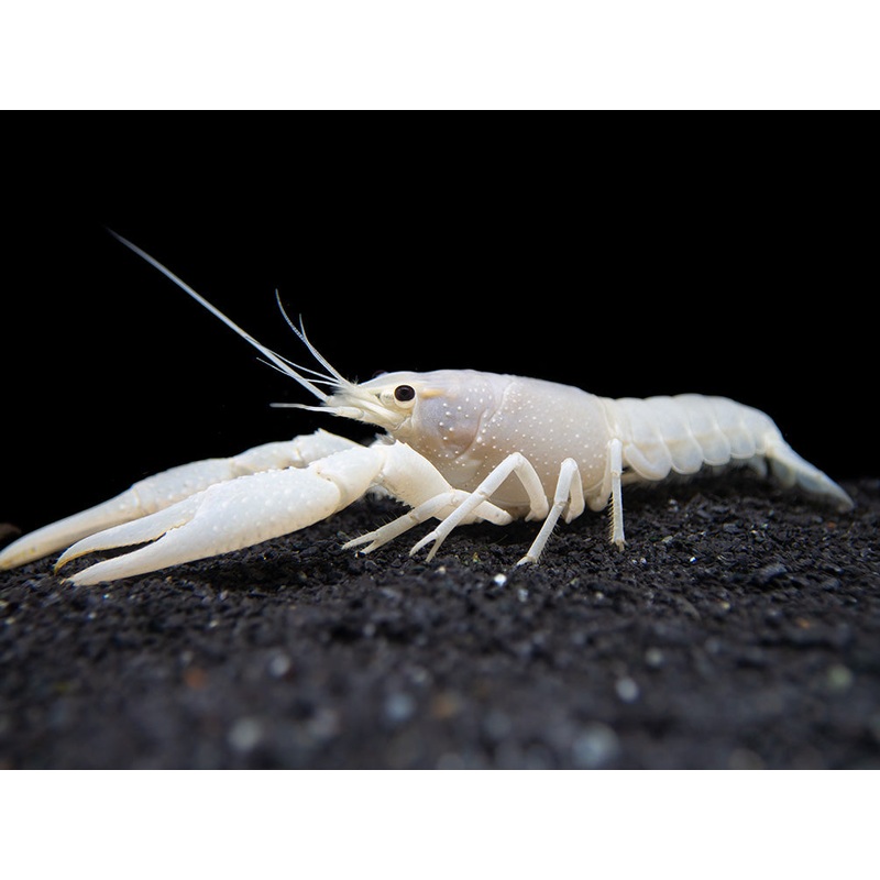 White Specter Crayfish (Procambarus clarkii) - Tank Bred!