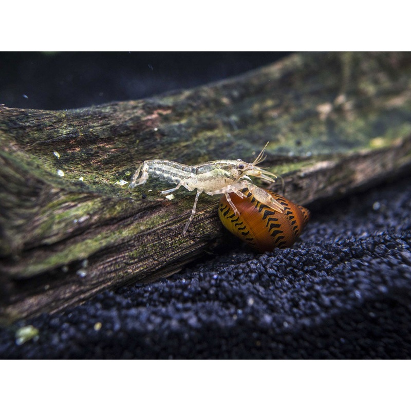 Wild Color Dwarf Mexican Crayfish (Cambarellus patzcuarensis) - Tank-Bred!