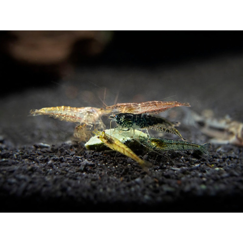 Wild Form Neocaridina Shrimp (Neocaridina davidi), Tank-Bred!