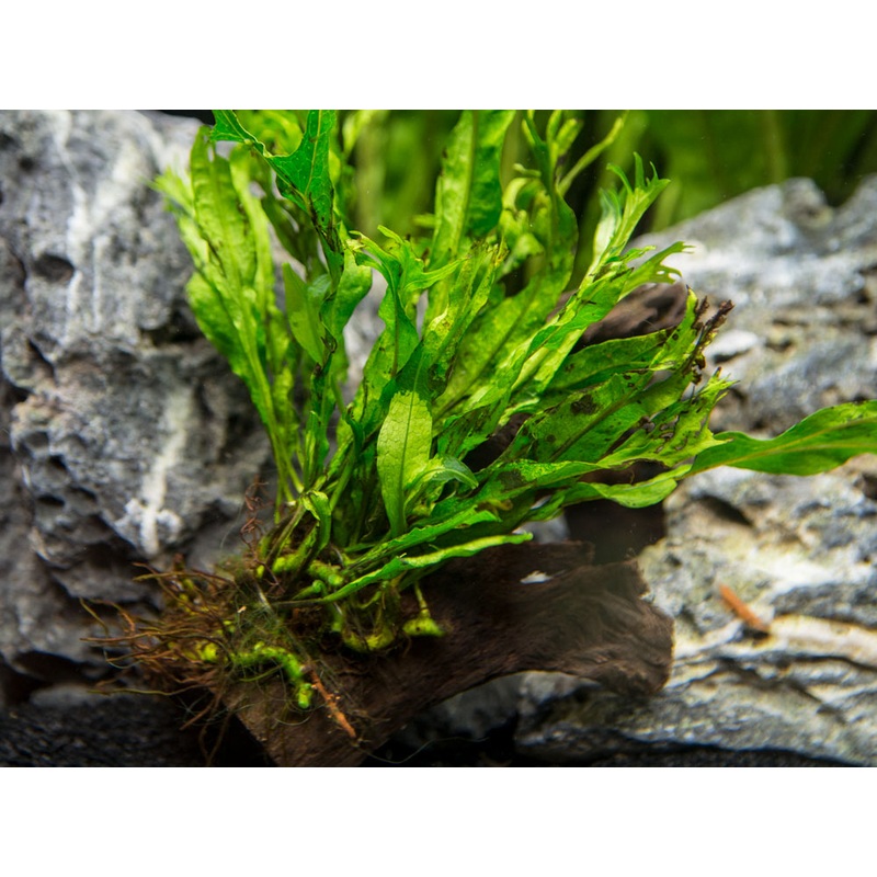Windelov AKA Lacy Java Fern (Microsorum pteropus "Windelov") on 3+ inch Driftwood