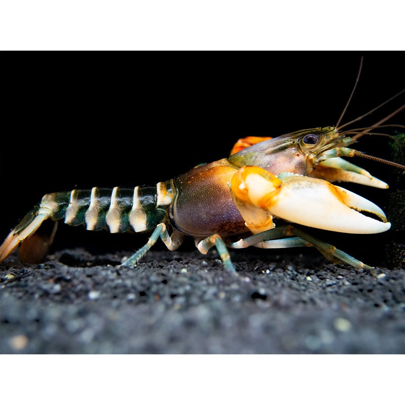 Zebra Crayfish (Cherax peknyi)