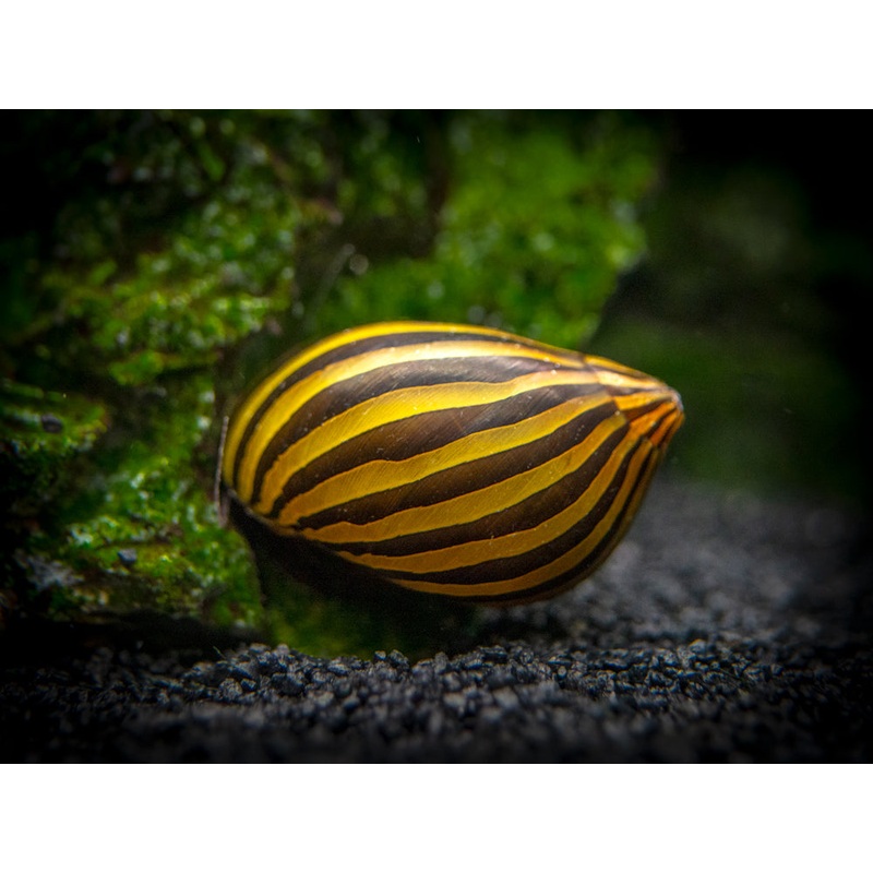 Zebra Nerite Snail (Neritina natalensis)