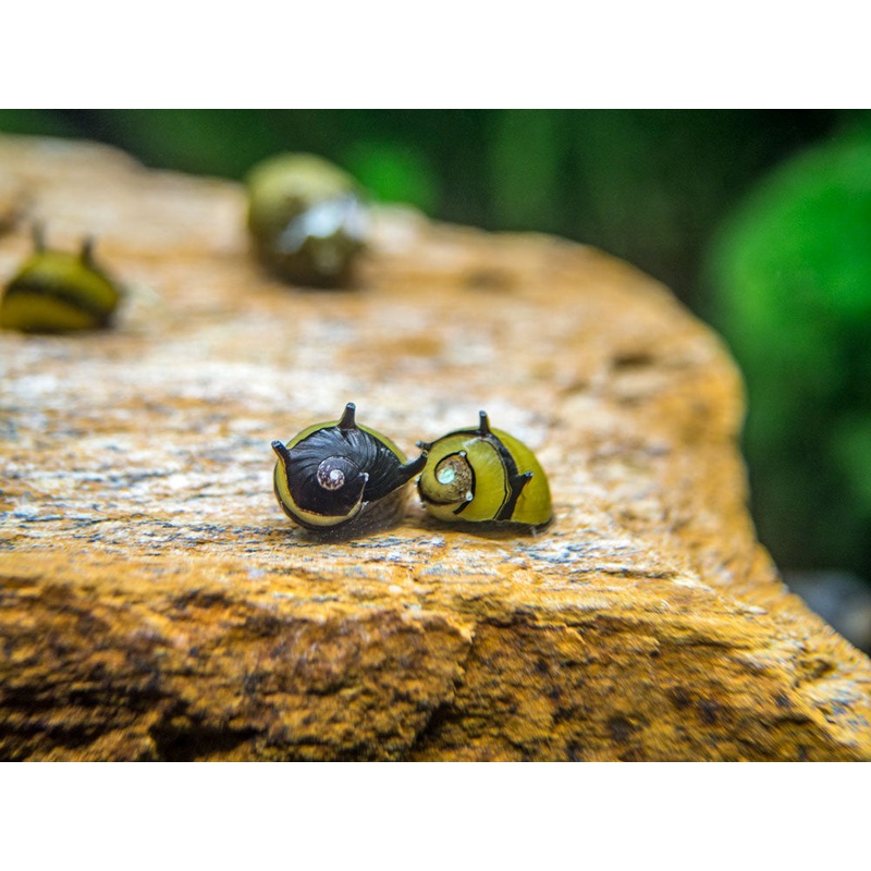 Zebra Thorn/Horn Nerite Snails (Clithon corona/diadema)