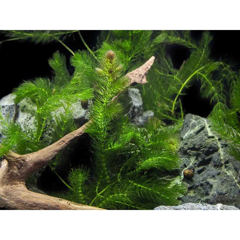 3 PLANT COMBO - Beginner Aquarium Plants: Hornwort, Duckweed, and Java Moss