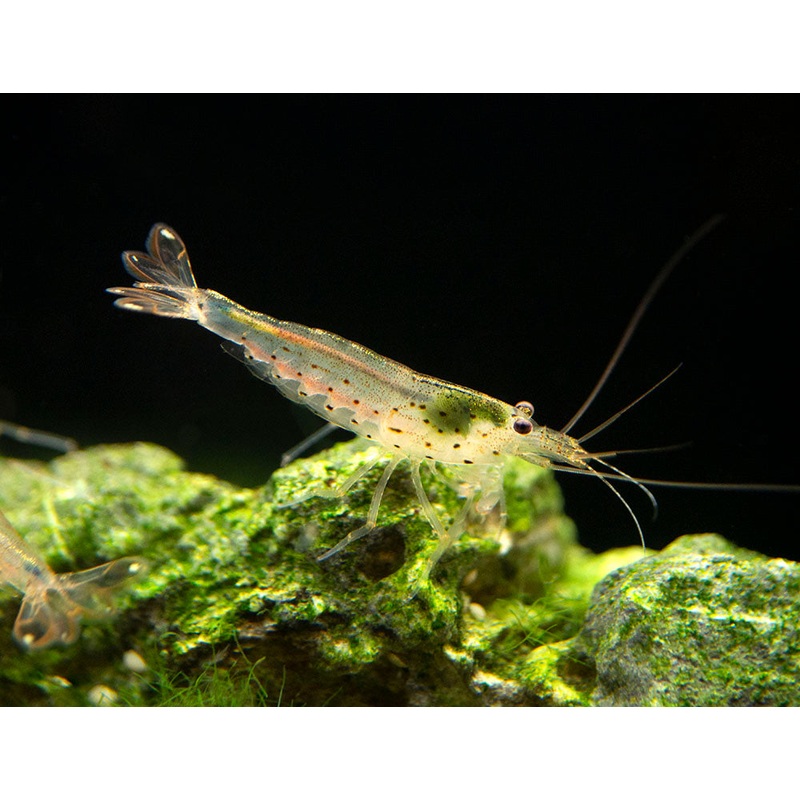 Amano Shrimp Combo Box