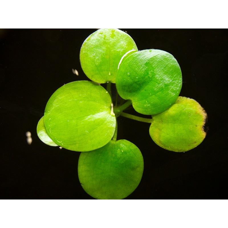 Amazon Frogbit AKA Spongeplant (Limnobium laevigatum)