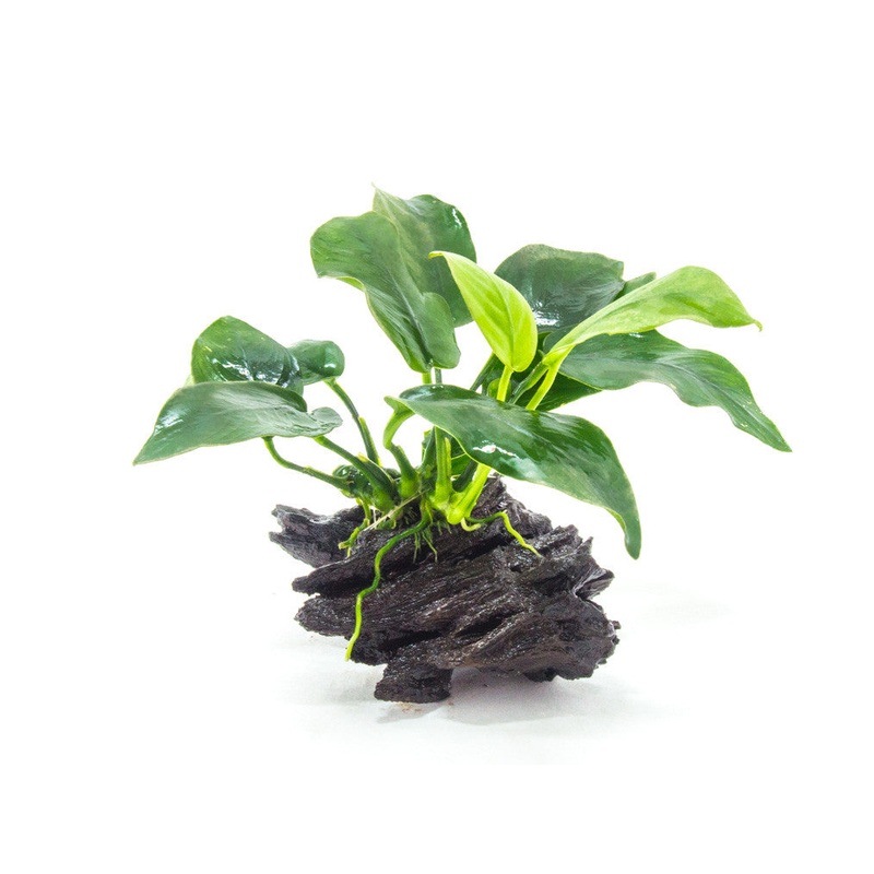 Anubias sp. on Driftwood
