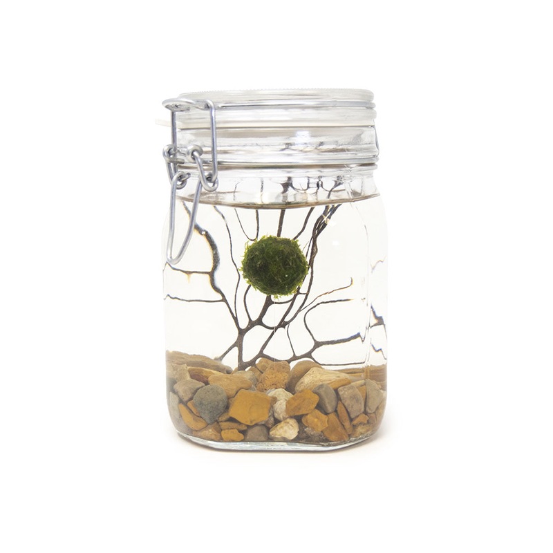Aquatic Arts Desktop Terrarium