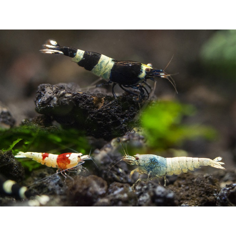 Assorted Caridina Shrimp (Caridina sp.), Tank-Bred