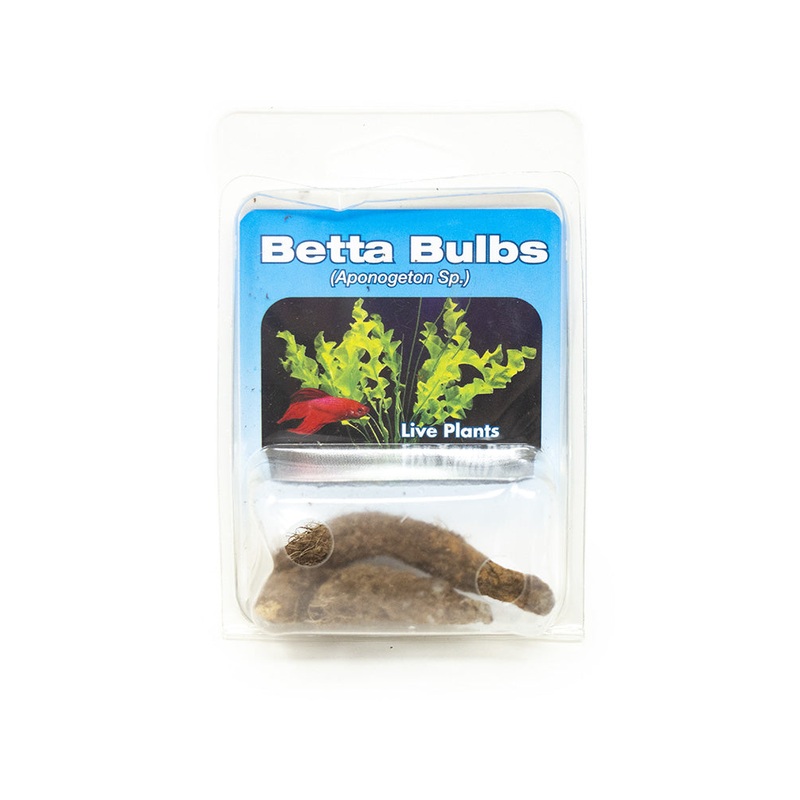 Betta Bulbs (3 pack) (Aponogeton sp.)