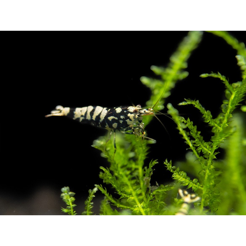 Black Galaxy Pinto Shrimp (Caridina cantonensis, A Grade), Tank-Bred
