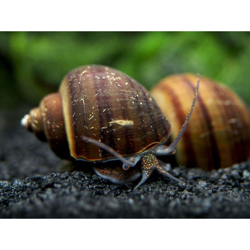 Black Mystery Snail Breeder Combo Box