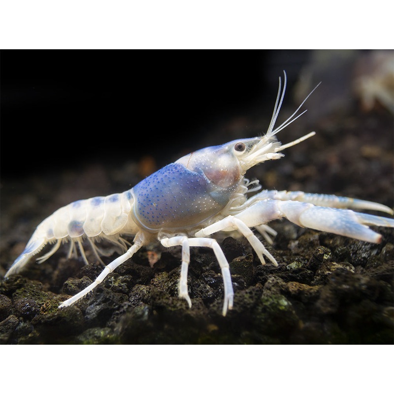 Blue Ghost Crayfish (Procambarus clarkii Blue Ghost"), Tank-Bred