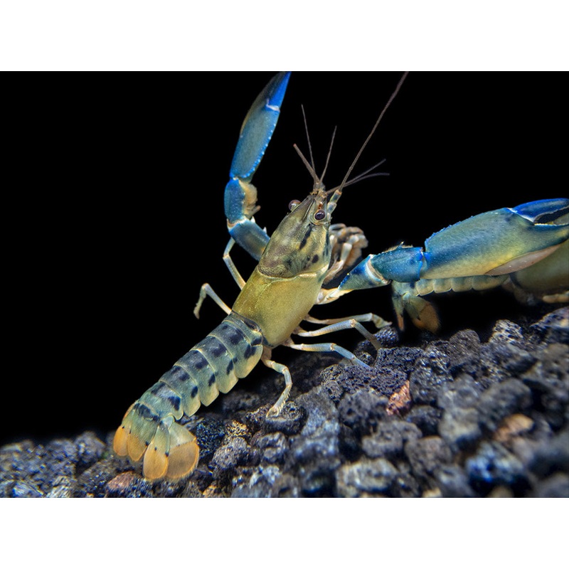 Blue Lightning Striped Crayfish (Cherax misolicus)