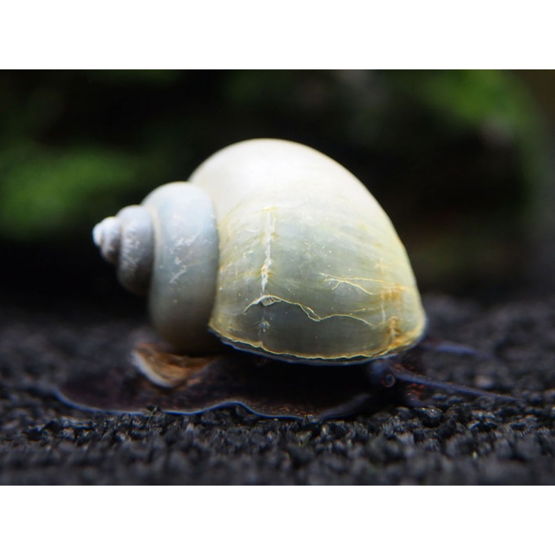 Blue Mystery Snail Breeder Combo Box