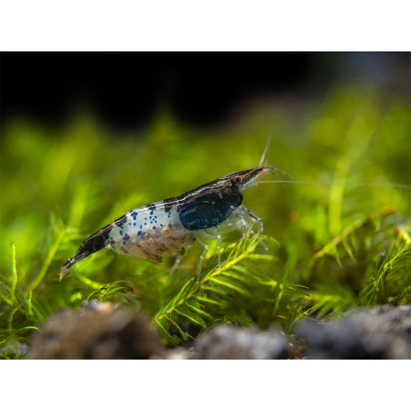 Carbon Rili Shrimp Breeder Combo Box