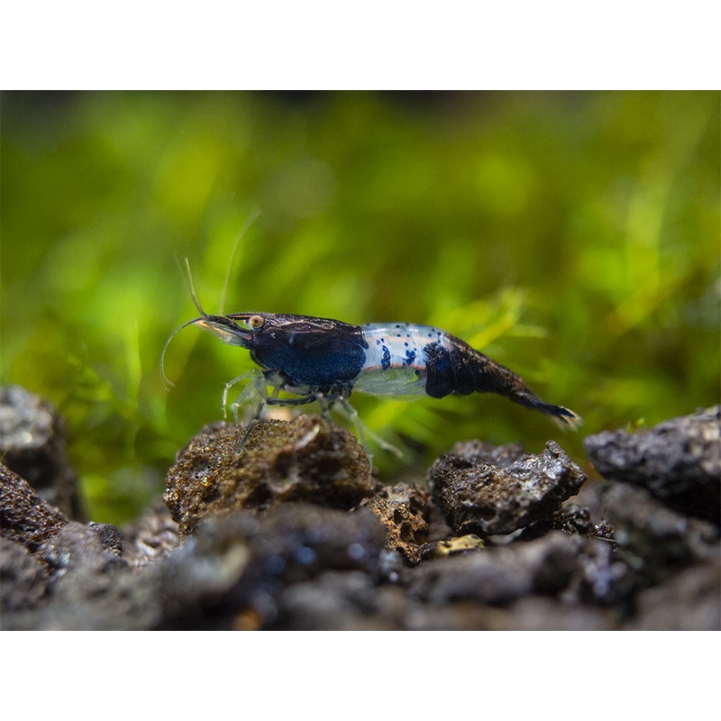 Carbon Rili Shrimp (Neocaridina davidi), Tank-Bred