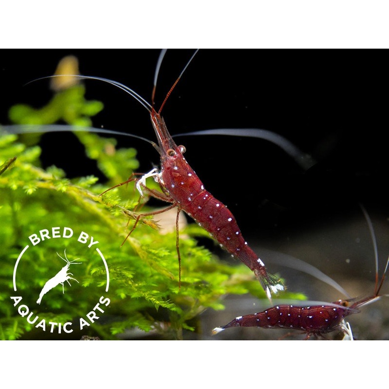 Cardinal Sulawesi Shrimp, BREDBY: Aquatic Arts Combo Box