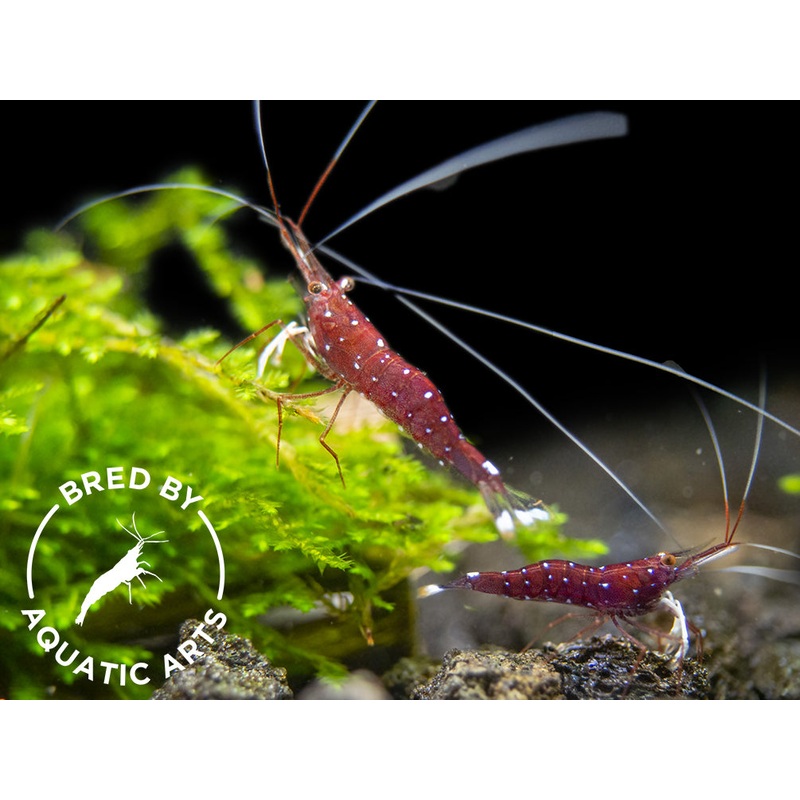 Cardinal Sulawesi Shrimp (Caridina dennerli), BREDBY: AQUATIC ARTS