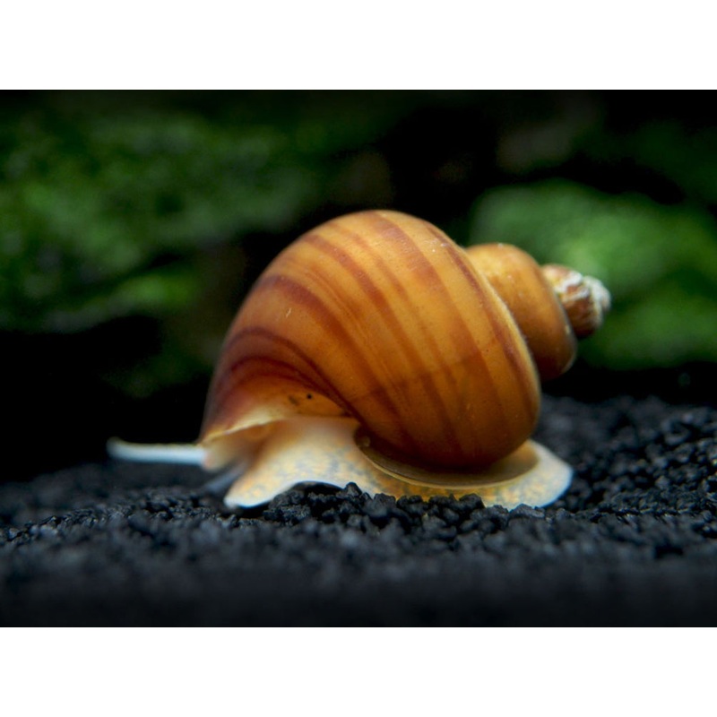 Chestnut AKA Albino Mystery Snail Breeder Combo Box