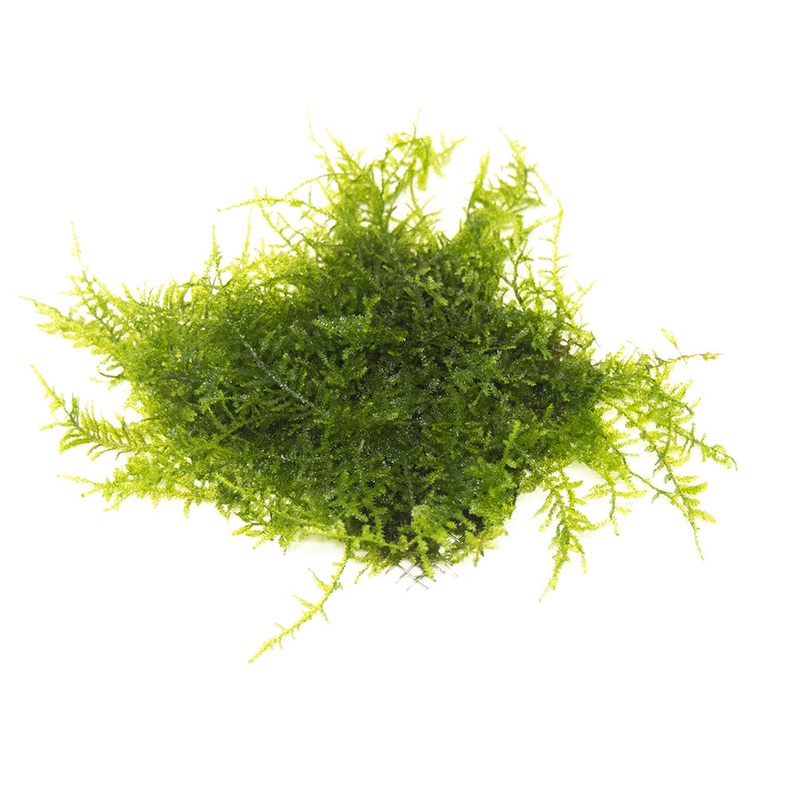 Christmas Moss aka Xmas Moss (Vesicularia montagnei), Loose Portion