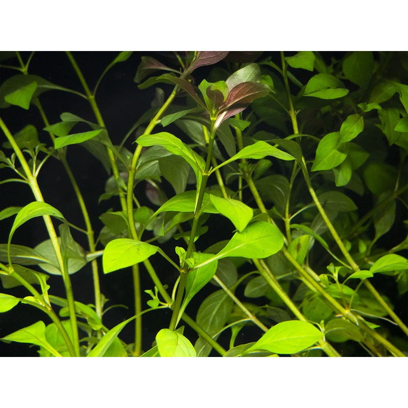 Creeping Primrose-Willow (Ludwigia repens), bunch