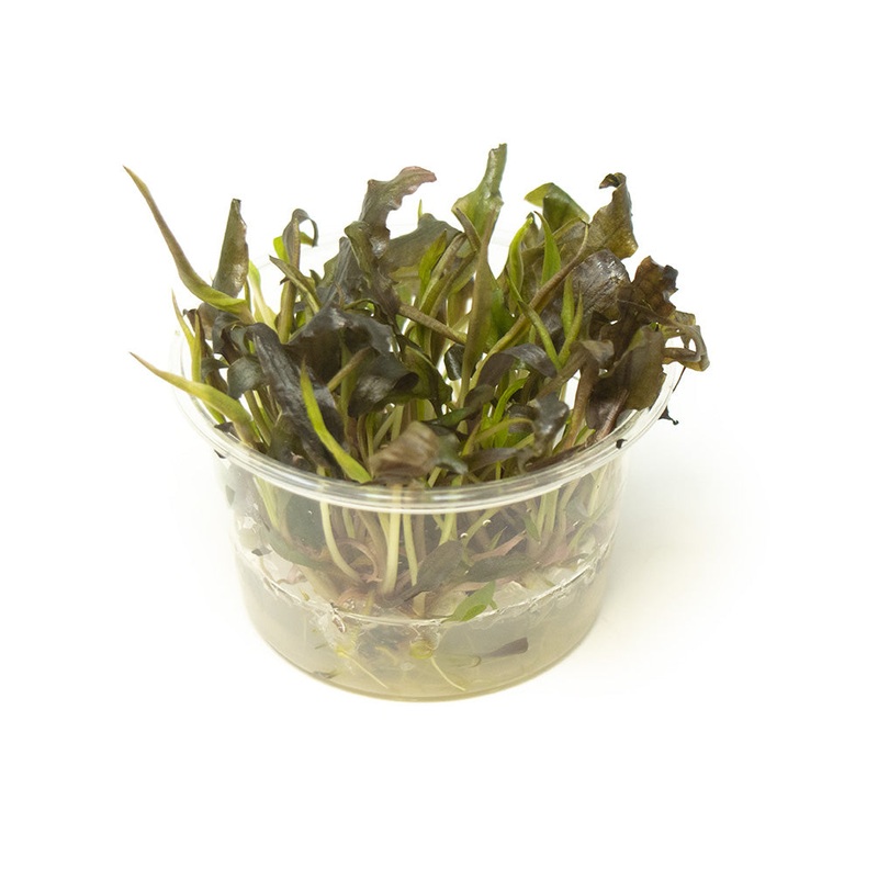 Cryptocoryne Mi Oya Tissue Culture Cup
