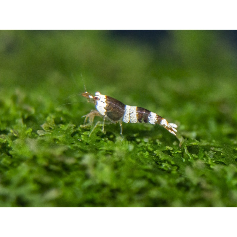 Crystal Black Shrimp Combo Box