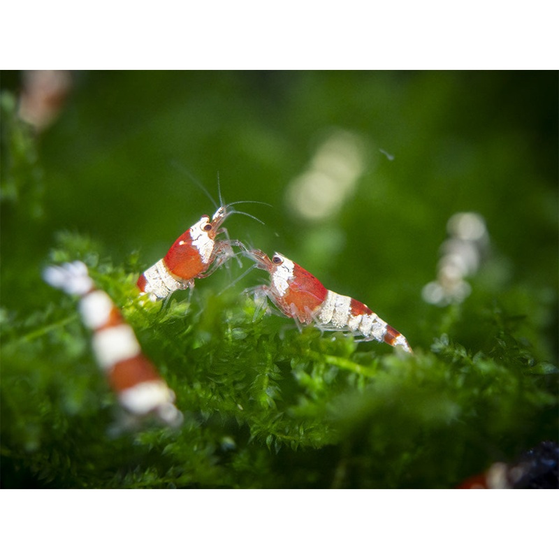 Crystal Red Shrimp Combo Box