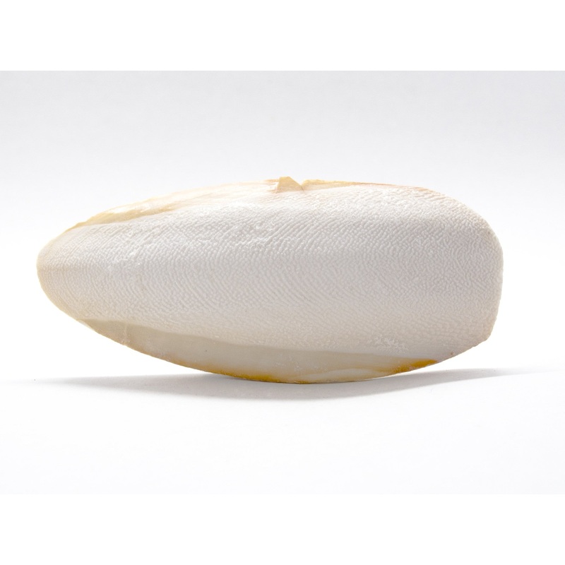 Cuttlebone (Natural Mineral Supplement)