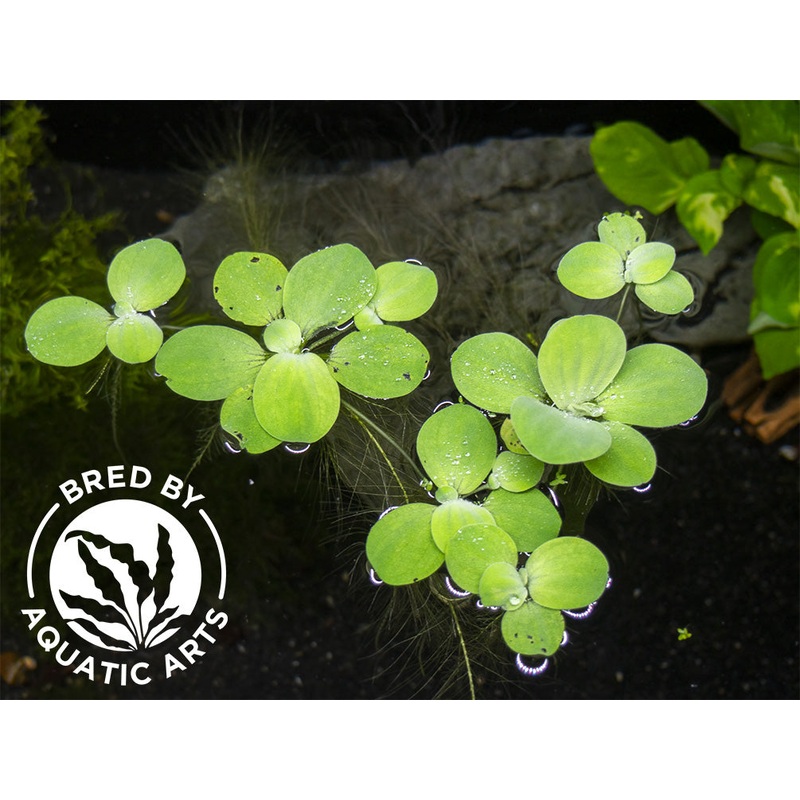 Dwarf Water Lettuce (Pistia statiotes), Aquatic Arts Grown!
