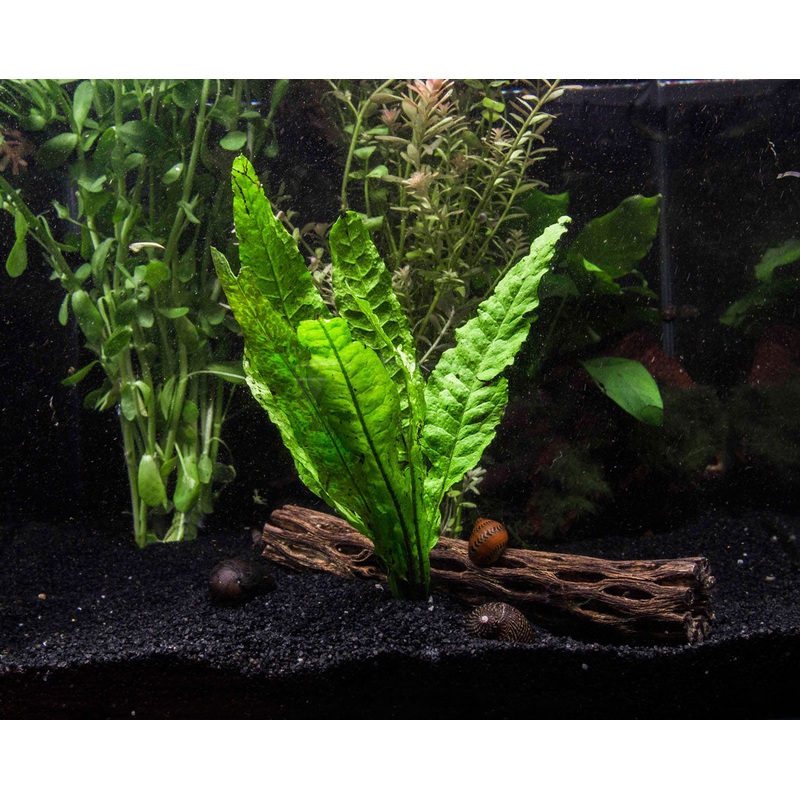 EASY Aquarium Plant Package (5-10 Gallon) - Java Moss, Moneywort, Anubias, and Java Fern