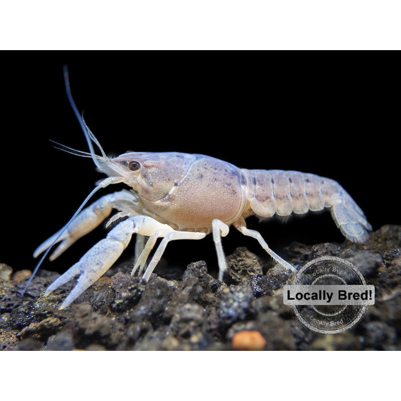 Electric Blue Crayfish (Procambarus alleni), Locally-Bred