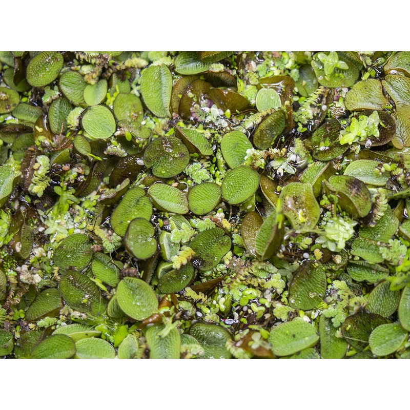Floating Plant Combo Pack