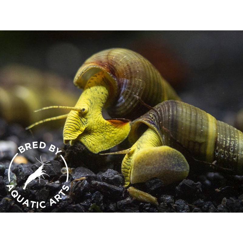 Gold/Yellow Giant Sulawesi Rabbit Snail (Tylomelania sarasinorum), BREDBY: AQUATIC ARTS