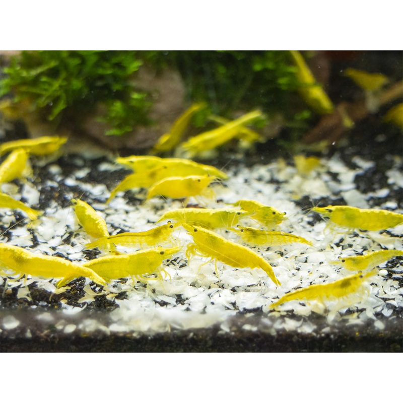 Golden Back Yellow Shrimp Breeder Combo Box