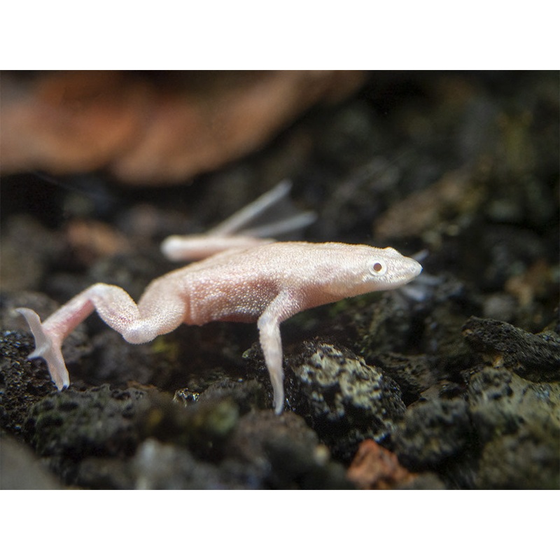 Golden Dwarf African Frog (Hymenochirus curtipes), Tank-Bred