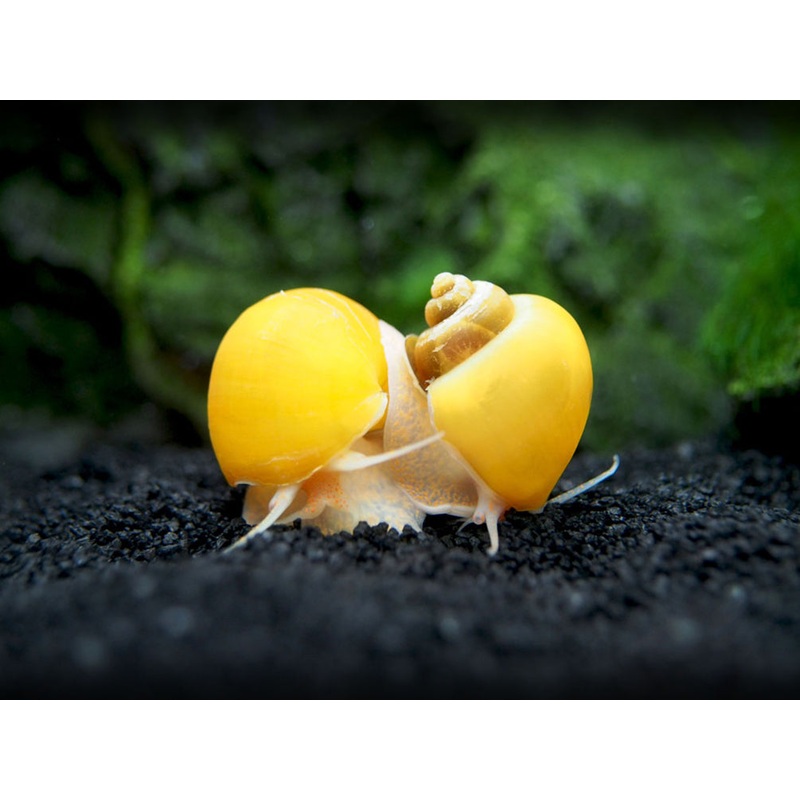 Golden Mystery Snail Breeder Combo Box