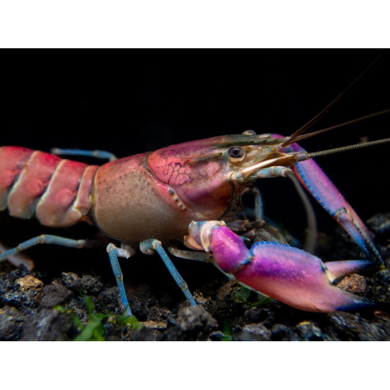 Imperial Purple Crayfish (Cherax alyciae)