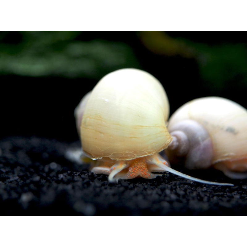 Ivory White Mystery Snail Breeder Combo Box