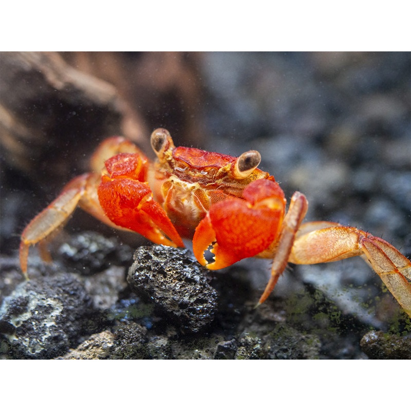 Lars's Maroon Red Vampire Crab (Geosesarma larsi)